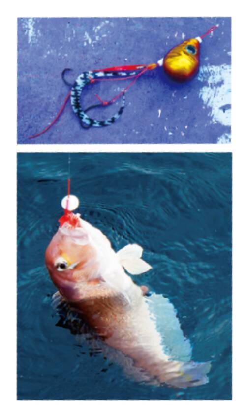 このポテンシャルはすごい！日立沖のアマダイ好調キープ