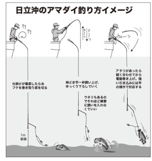このポテンシャルはすごい！日立沖のアマダイ好調キープ