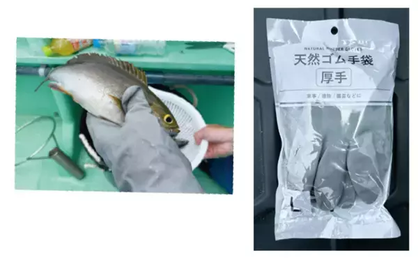 「開幕から良型ぞろいで絶好調激うまイサキは今が行きどき！」の画像