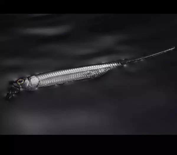 「ドリフトフライ3inchエラストマーは2024年新登場の浮力を活かした使い方が可能なソフトベイト！」の画像