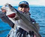 「東京湾のシーバスジギング」の画像7