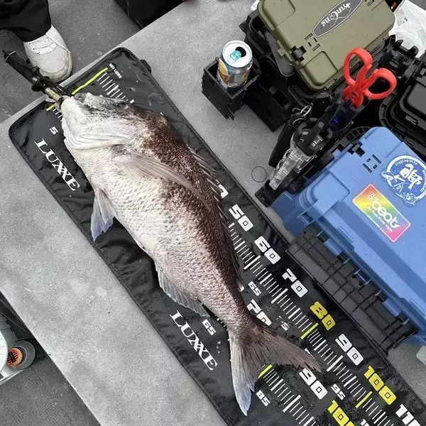 「【釣果速報】マダイのビッグウェーブ来てます！和歌山県海虎が90cmのマダイGET！このチャンスを逃すな！」の画像