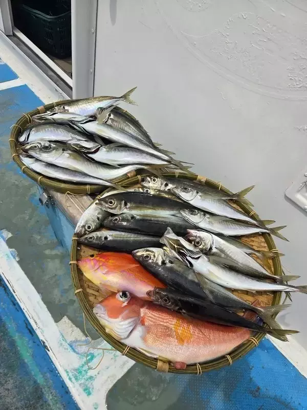 【釣果速報】アジ・アマダイなどオールスター集う！人気魚種をバラエティ豊かに釣りたいなら神奈川県ちがさき丸に乗船だ！