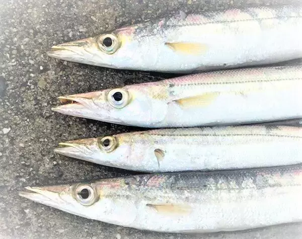 「カマスの釣り方特集！おすすめルアー＋美味しく食べるレシピ」の画像