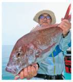 「浅ダナでマダイラッシュ！新潟県上越で乗っ込み突入」の画像1