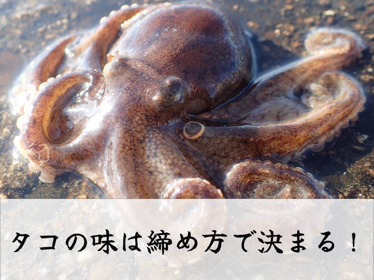 タコの締め方からさばき方まで完全解説 新鮮なタコが釣れるタックルも紹介します 21年11月7日 エキサイトニュース