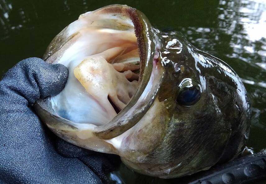 ブラックバス釣り用おすすめワーム特集！使い方や仕掛けもチェック