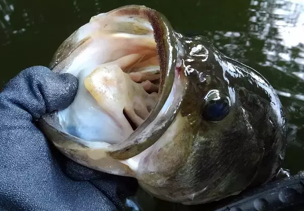 「ブラックバス釣り用おすすめワーム特集！使い方や仕掛けもチェック」の画像