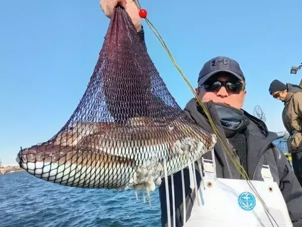 【釣果速報】神奈川県濱生丸で高級カミナリイカ絶好釣！合計41匹！一度やったら虜になる春イカ釣りに出かけよう！
