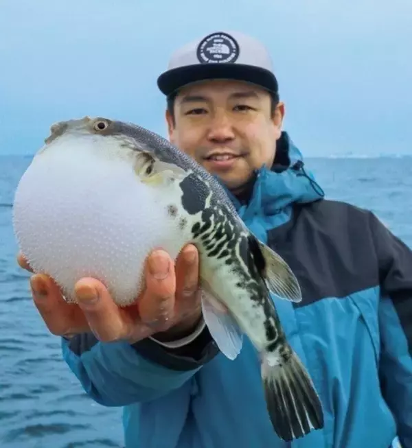 「Ｘデーへのカウントダウン　東京湾のトラフグ拡大中！」の画像