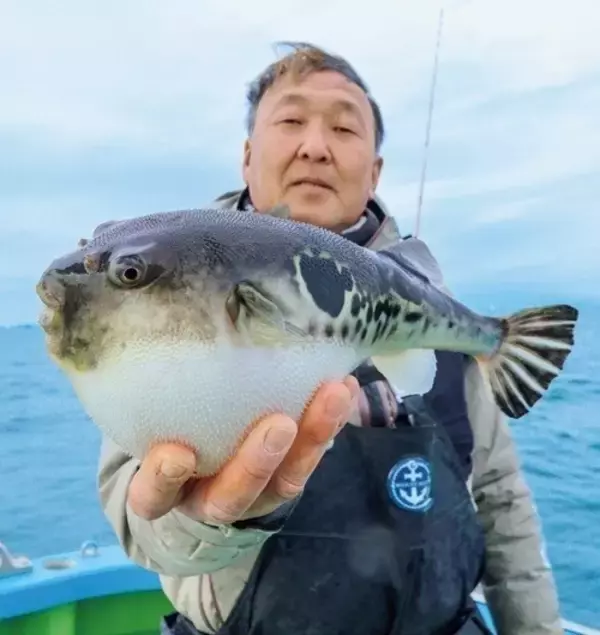 「Ｘデーへのカウントダウン　東京湾のトラフグ拡大中！」の画像