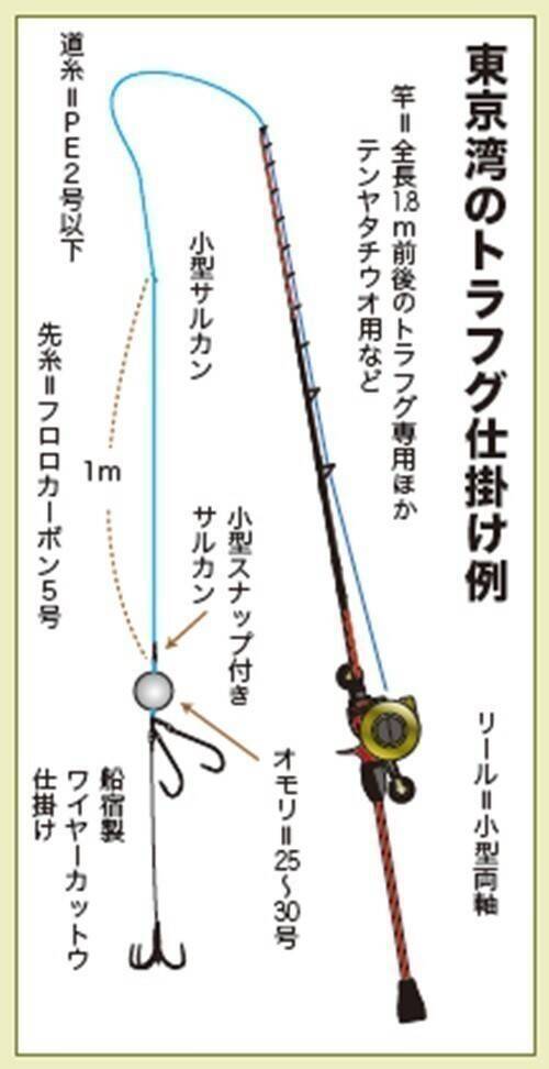 Ｘデーへのカウントダウン　東京湾のトラフグ拡大中！