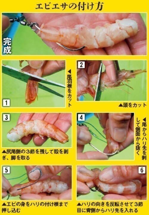 Ｘデーへのカウントダウン　東京湾のトラフグ拡大中！