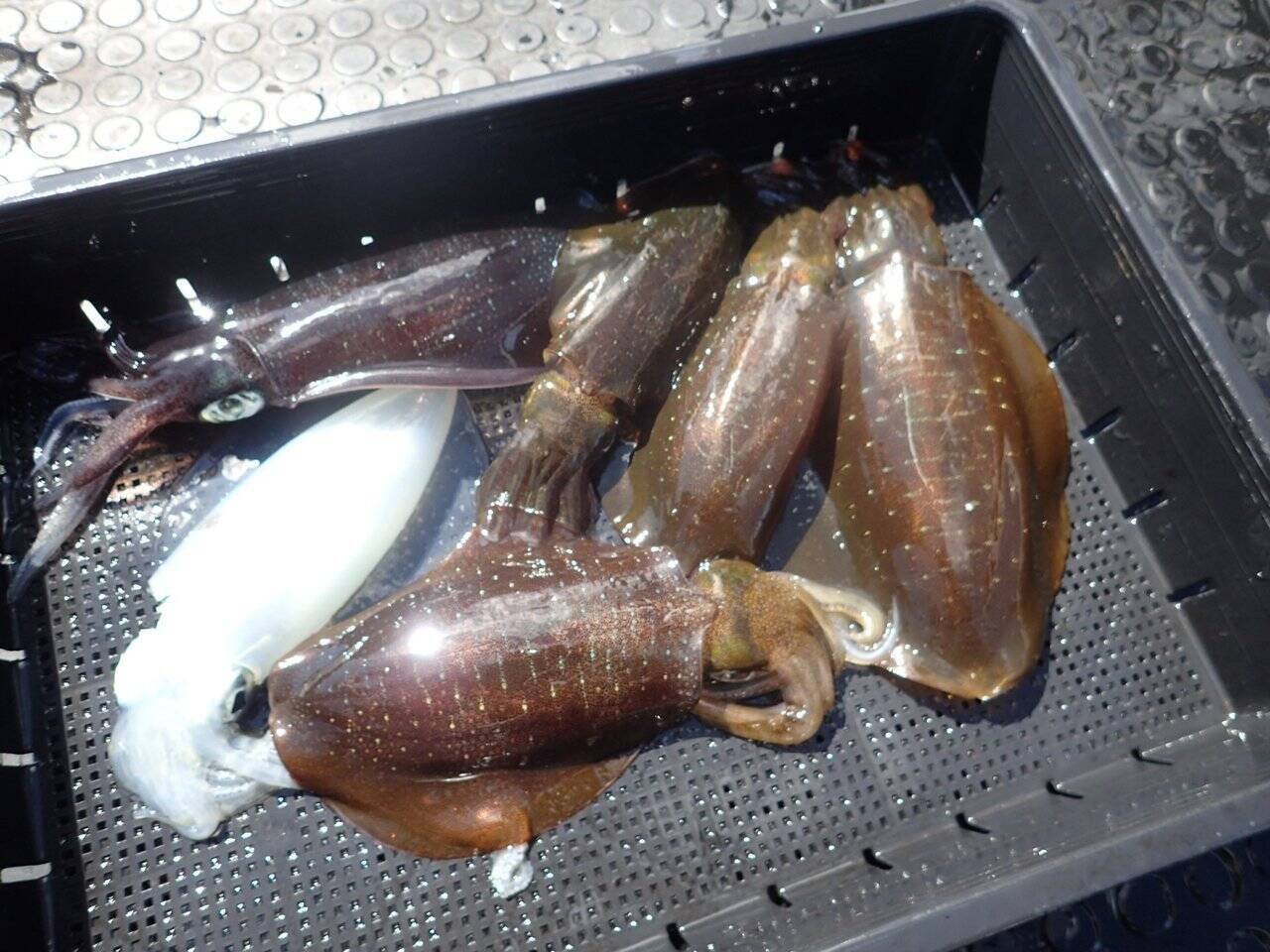 超高感度と高い操作性能でアオリイカを狙い撃ち。 兵庫・沼島のティップランでショートレングスタイプ「ラグゼ・EGTR・ＸアルティメイトS510ML＋-sorid」が威力を発揮