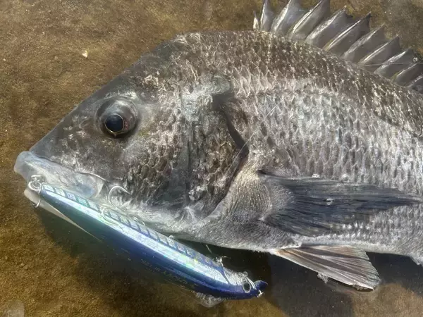 「冬の五島列島、ヒラスズキ遠征記」の画像