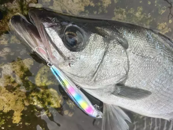 「冬の五島列島、ヒラスズキ遠征記」の画像