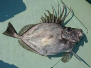 カガミダイって知ってる？中深海ジギングで釣れる魚の生態&食べ方チェック