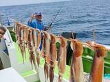 「【釣果速報】千葉県利八丸でスルメイカの調子上々！ビッグサイズのスルメイカを今こそ狙いに行こう！」の画像1