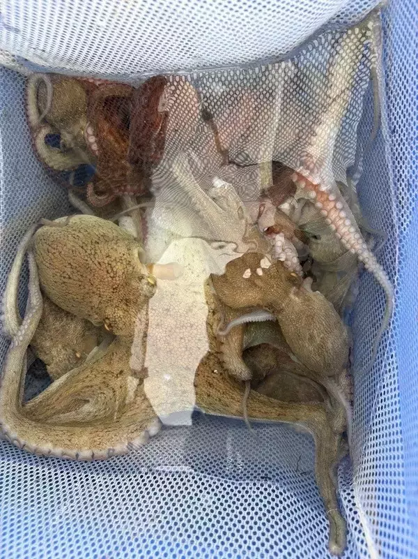 「【釣果速報】兵庫県こうじん丸でマダコのヒット連発！トップ16匹でクーラーボックス満タン！存分にファイトを楽しめる今が乗船どき！」の画像