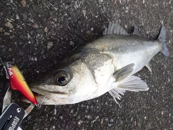 釣れるシーバスロッドBEST10！最初の1本を選ぶときの疑問を解決しよう！