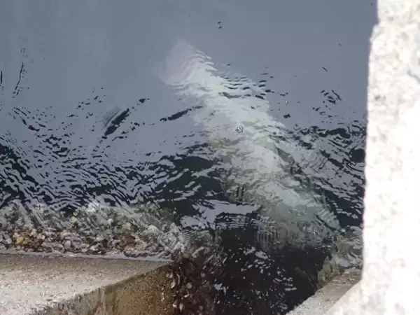 「防波堤の格闘技「へちコブダイゲーム」入門。意外な身近な場所に潜むピンクモンスターを捕獲せよ！」の画像