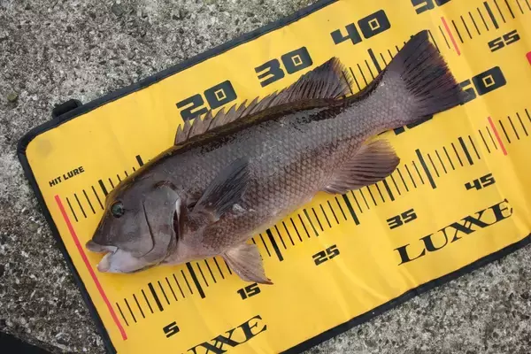 「防波堤の格闘技「へちコブダイゲーム」入門。意外な身近な場所に潜むピンクモンスターを捕獲せよ！」の画像