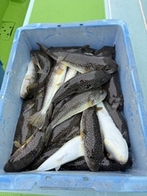 【釣果速報】最大38cmのショウサイフグ上がる！神奈川県野毛屋釣船店であなたも型狙いの釣行に出かけよう！