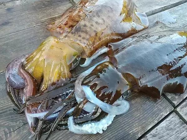 「これぞ中村勇生流「聞き誘い」の威力。三重・志摩沖のティップランで、渋い中でもアオリイカ２kg超キャッチ」の画像