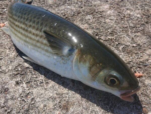 ボラの全てがわかる 臭いの原因や料理方法 おすすめの釣具を一挙紹介 年9月1日 エキサイトニュース