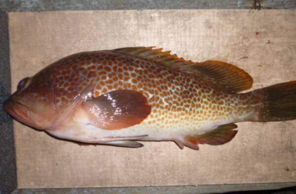 キジハタのさばき方ってどうすればいいの 刺身や湯引き 煮付けで美味しく食べよう 21年6月22日 エキサイトニュース