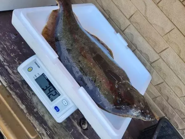 【釣果速報】茨城県宗和丸でヒラメ好調！ガンゾウヒラメ・カサゴも！自己最高記録を狙ってみませんか？