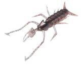 「ホバリングバグECOは2022年新登場のホバスト専用エビ・虫系ワーム！」の画像6