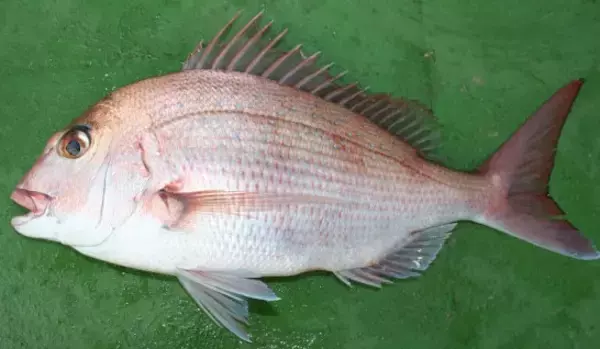 「タイの種類ってどれくらいいるか知ってる？魚の種類や釣り方特集」の画像