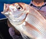 「タイの種類ってどれくらいいるか知ってる？魚の種類や釣り方特集」の画像5