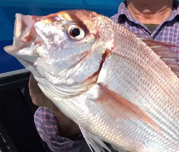 「タイの種類ってどれくらいいるか知ってる？魚の種類や釣り方特集」の画像