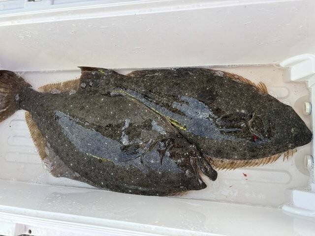 【釣果速報】ヒラメフィーバー！最大4.50kg、3kg代も続々キャッチ！さあ、あなたも茨城県健清丸で大物を味わおう！
