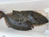 「【釣果速報】ヒラメフィーバー！最大4.50kg、3kg代も続々キャッチ！さあ、あなたも茨城県健清丸で大物を味わおう！」の画像2