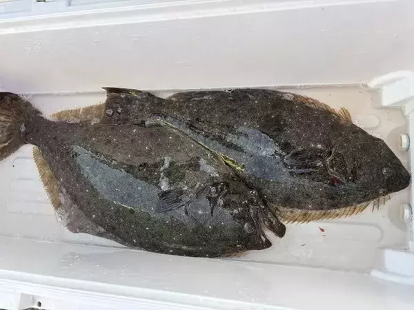 「【釣果速報】ヒラメフィーバー！最大4.50kg、3kg代も続々キャッチ！さあ、あなたも茨城県健清丸で大物を味わおう！」の画像