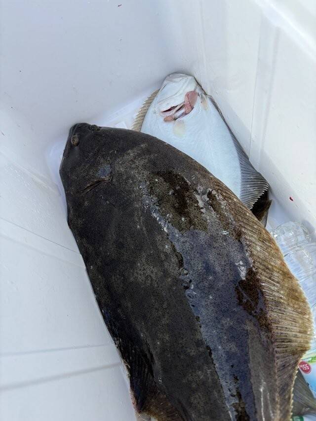 【釣果速報】ヒラメフィーバー！最大4.50kg、3kg代も続々キャッチ！さあ、あなたも茨城県健清丸で大物を味わおう！