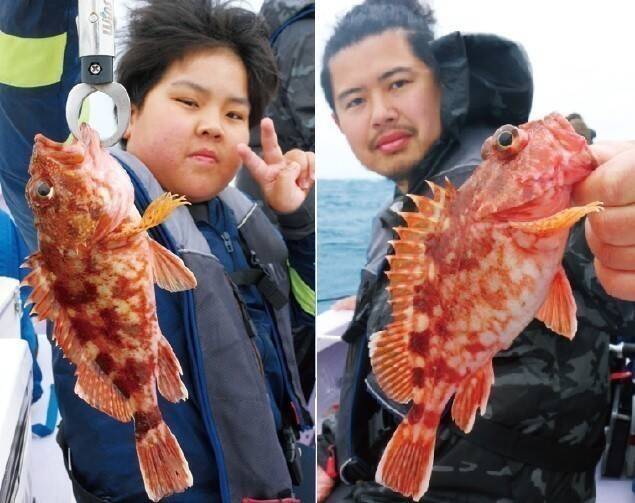 久比里発の良型カサゴ　夏に向かって昇り調子