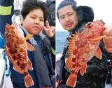 「久比里発の良型カサゴ　夏に向かって昇り調子」の画像3