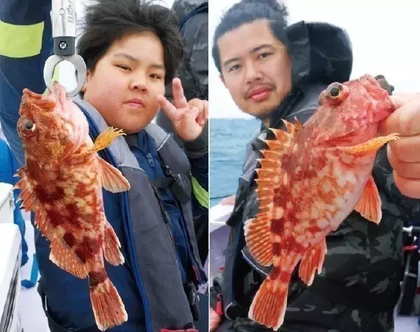 「久比里発の良型カサゴ　夏に向かって昇り調子」の画像