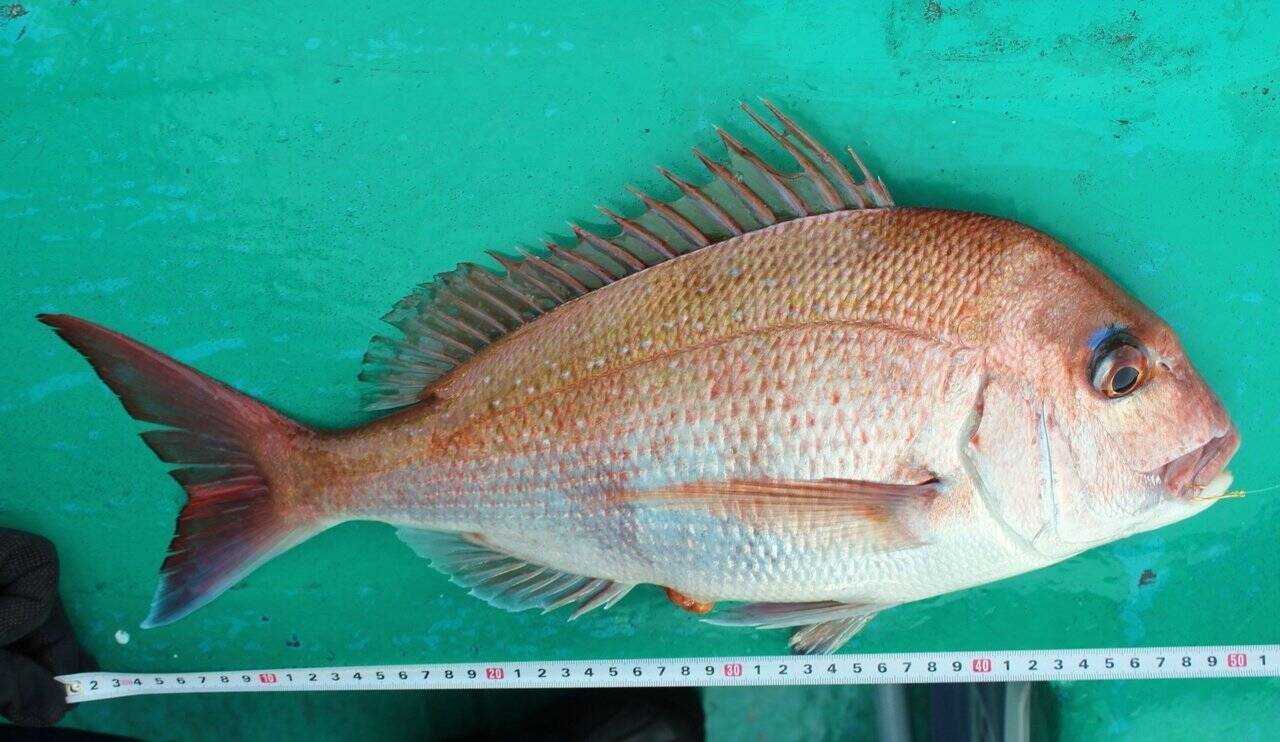 春の魚 さくら鯛 のシーズンはすぐそこに 昔ながらの釣法で釣ってみませんか 22年1月23日 エキサイトニュース