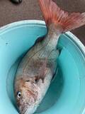 「【釣果速報】茨城県大春丸で驚異の7.58kgマダイゲット！活性上々で豪華なゲストが釣れる最高のシーズンに突入！」の画像2