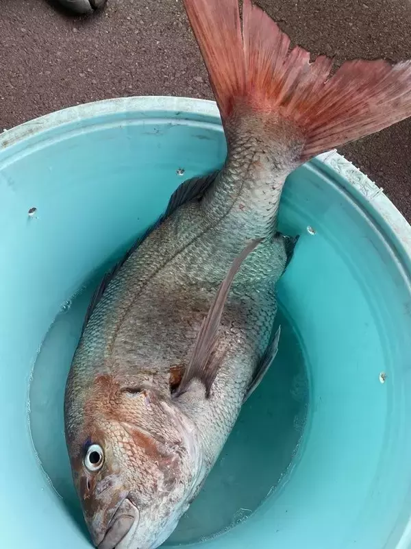 「【釣果速報】茨城県大春丸で驚異の7.58kgマダイゲット！活性上々で豪華なゲストが釣れる最高のシーズンに突入！」の画像
