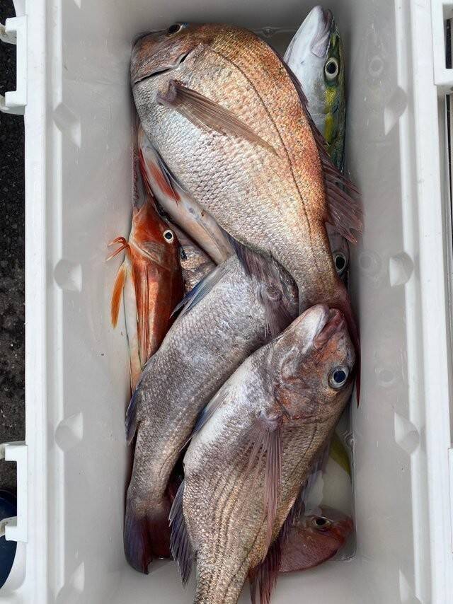 【釣果速報】茨城県大春丸で驚異の7.58kgマダイゲット！活性上々で豪華なゲストが釣れる最高のシーズンに突入！