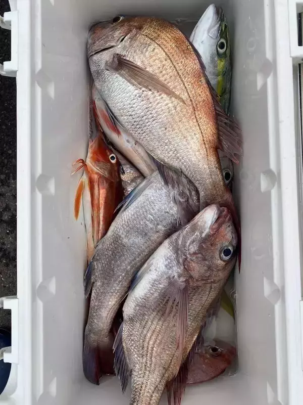 「【釣果速報】茨城県大春丸で驚異の7.58kgマダイゲット！活性上々で豪華なゲストが釣れる最高のシーズンに突入！」の画像
