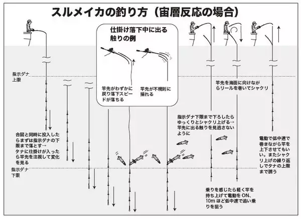 「期待以上の絶好の展開だ！ スルメのズシッを味わおう」の画像