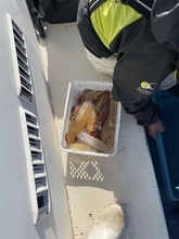 【釣果速報】神奈川県佐円丸でマルイカ釣行が好調！竿頭は25匹ゲット！冬の絶品マルイカを自分の手で釣り上げてみませんか？