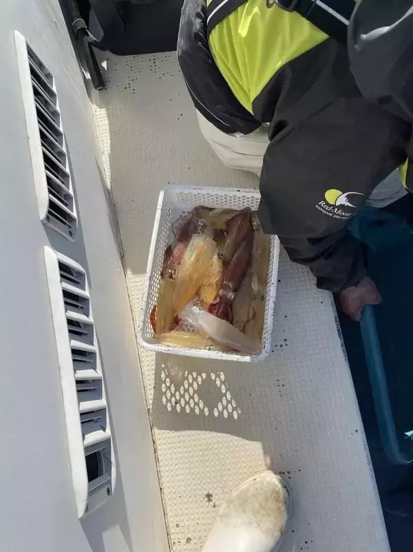 【釣果速報】神奈川県佐円丸でマルイカ釣行が好調！竿頭は25匹ゲット！冬の絶品マルイカを自分の手で釣り上げてみませんか？